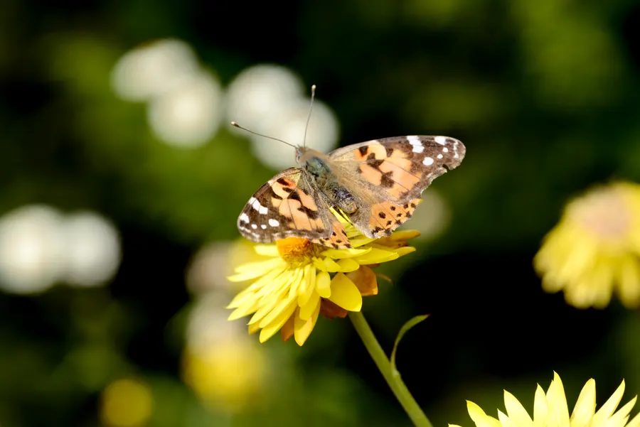 A painted lady butterfly on a yellow flower, photographed with a Nikon D610 — the photo whose EXIF metadata is shown