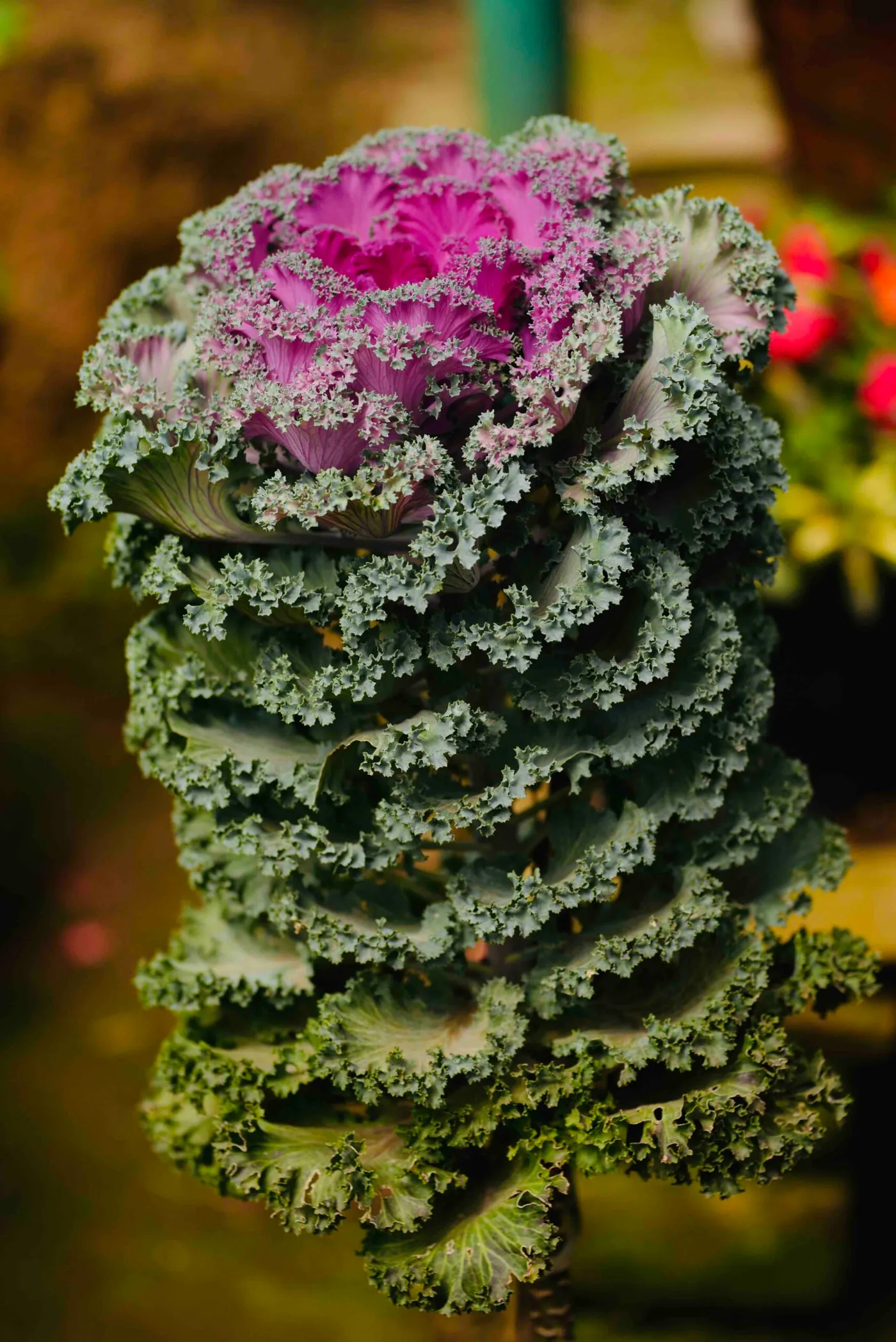 Plant - iPhone Macro Photography