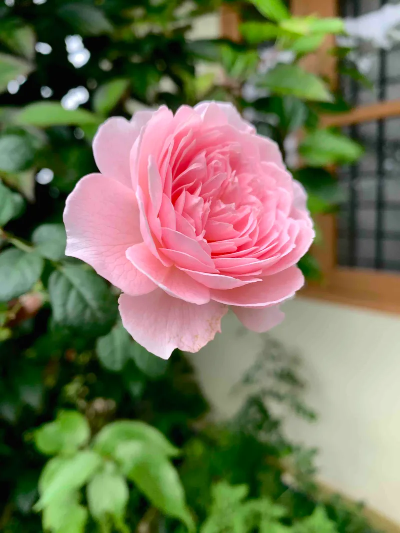 Rose - iPhone Macro Photography