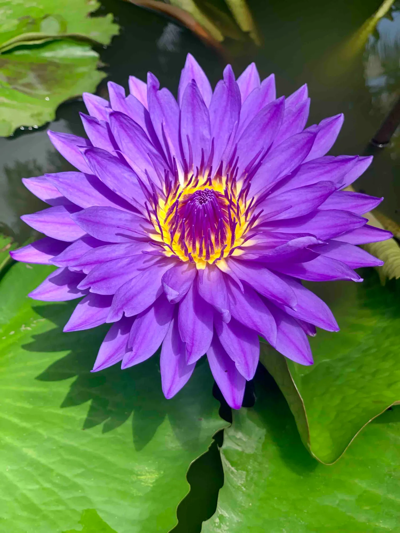 Waterlily - iPhone Macro Photography