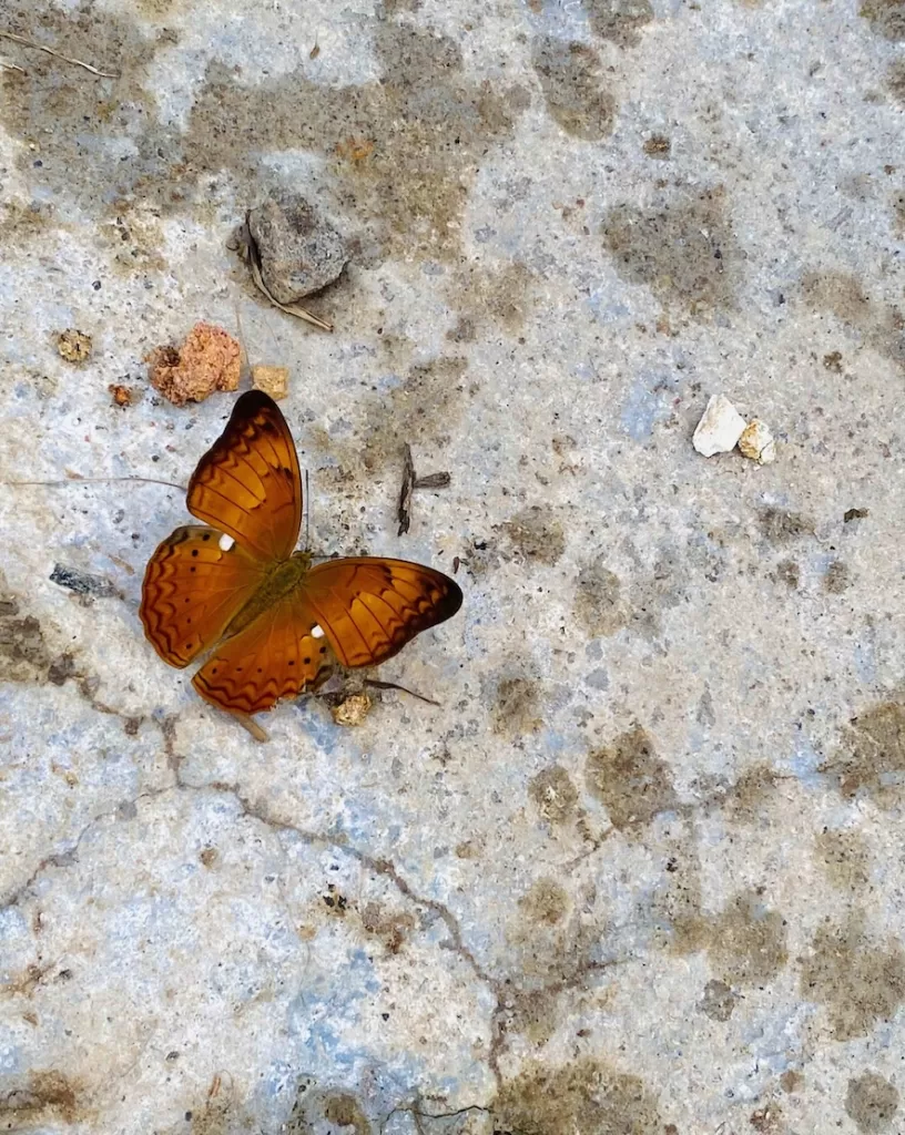 Butterfly Macro Photography