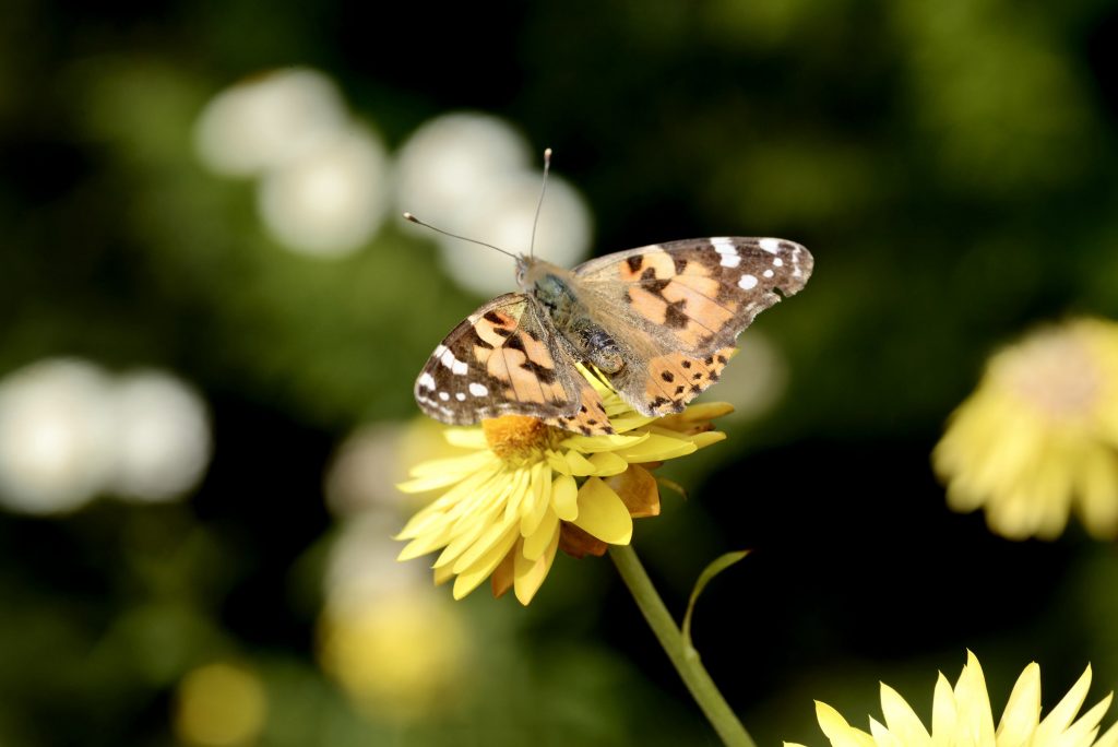 Butterfly Image taken using Tokina AF 100 f/2.8 Lens 