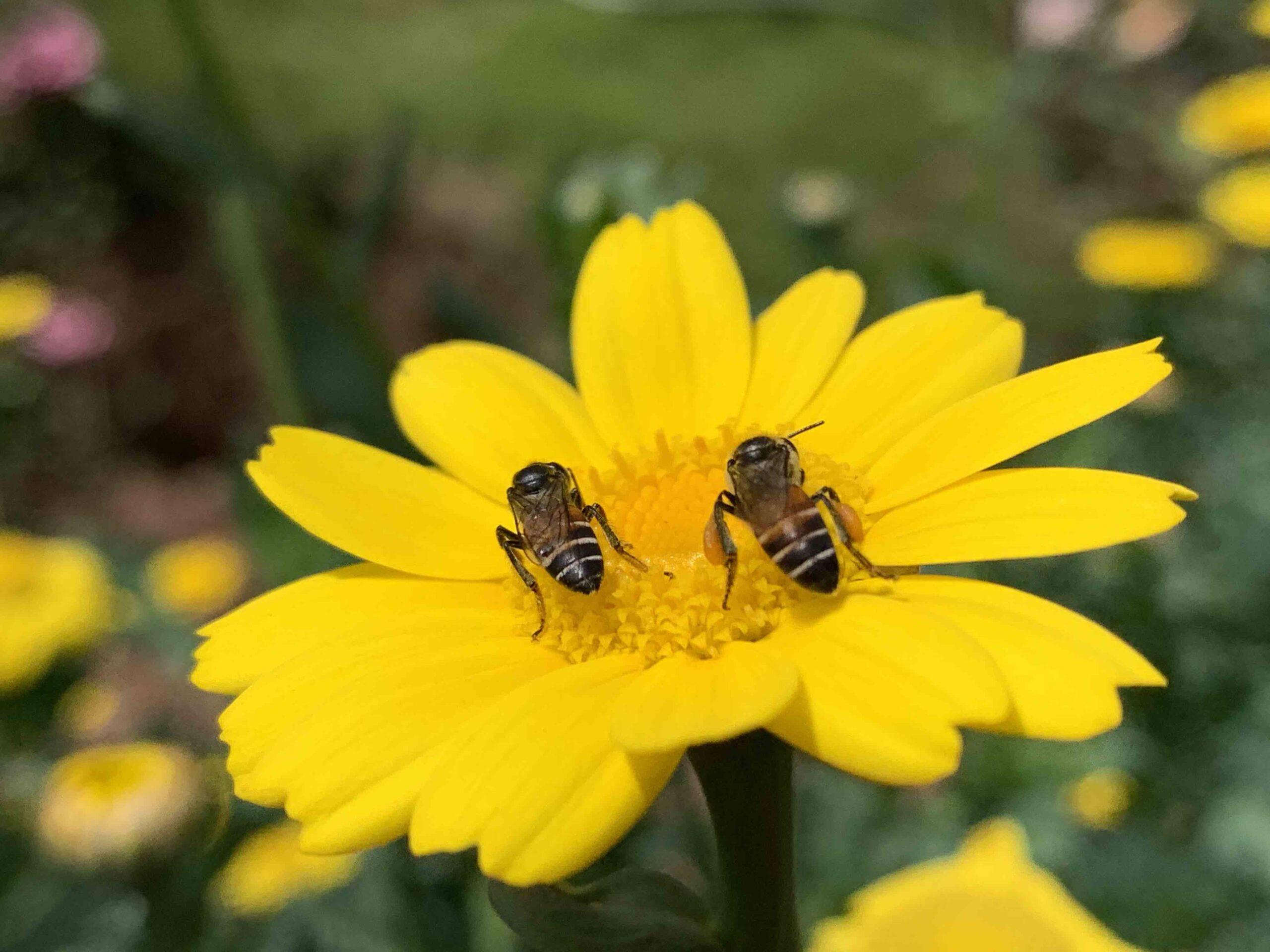 Two honey Bees -iPhone Macro Photography