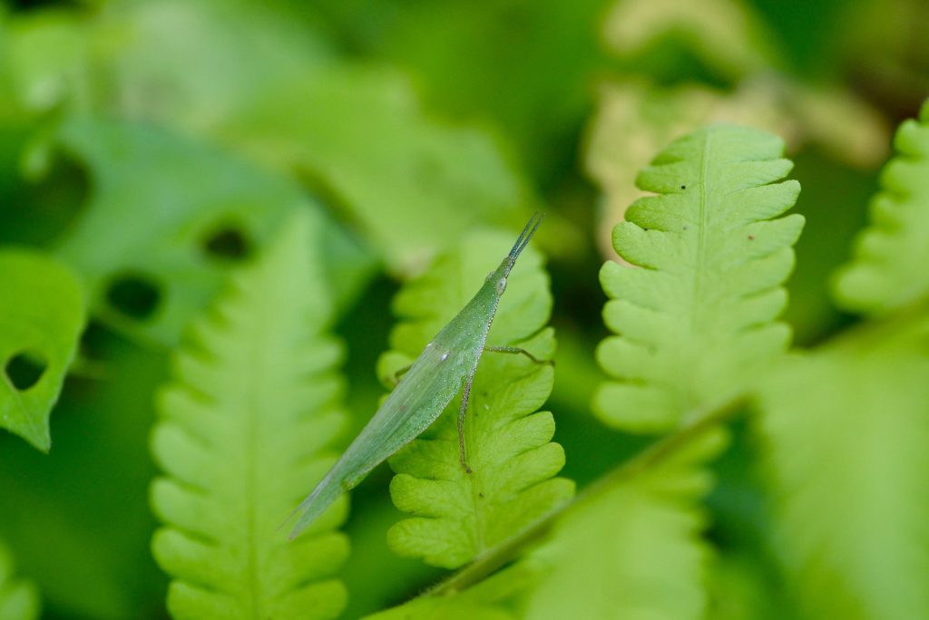 Grasshopper Image taken using Tokina AF 100 f/2.8 Lens 