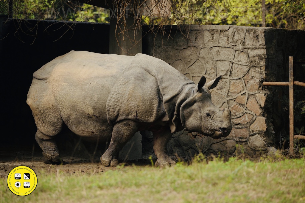 The Indian Rhinoceros: Majestic Guardians of the Indian Grasslands