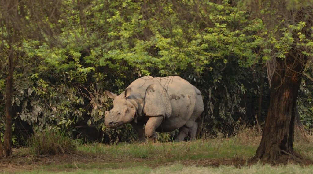 The Indian Rhinoceros