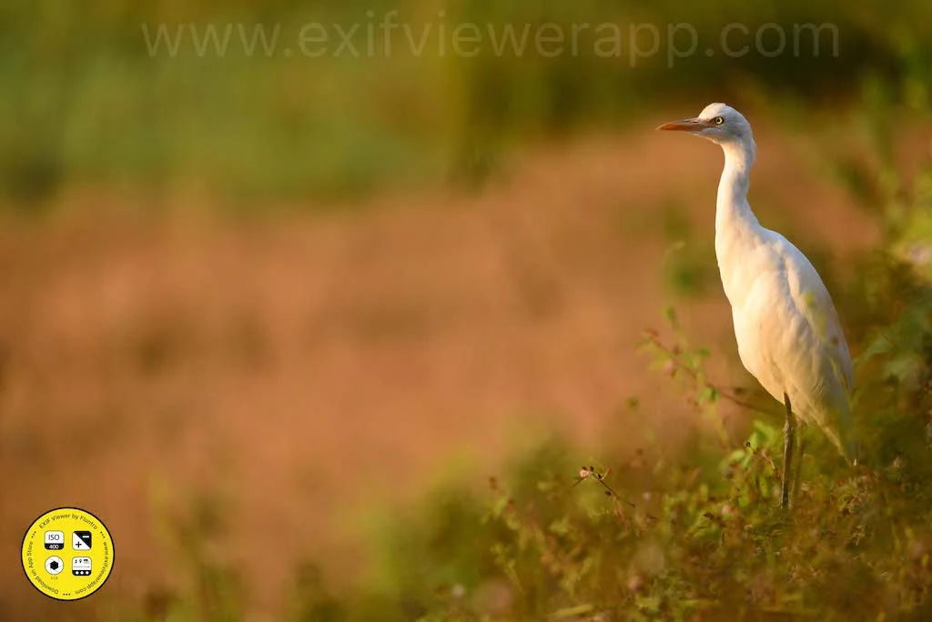 Tips for Wetland Photographer 2 Crane in golden hour - wetland photography